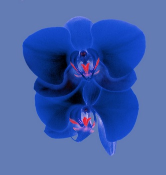 F 035D